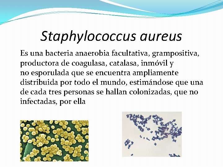 Staphylococcus aureus Es una bacteria anaerobia facultativa, grampositiva, productora de coagulasa, catalasa, inmóvil y