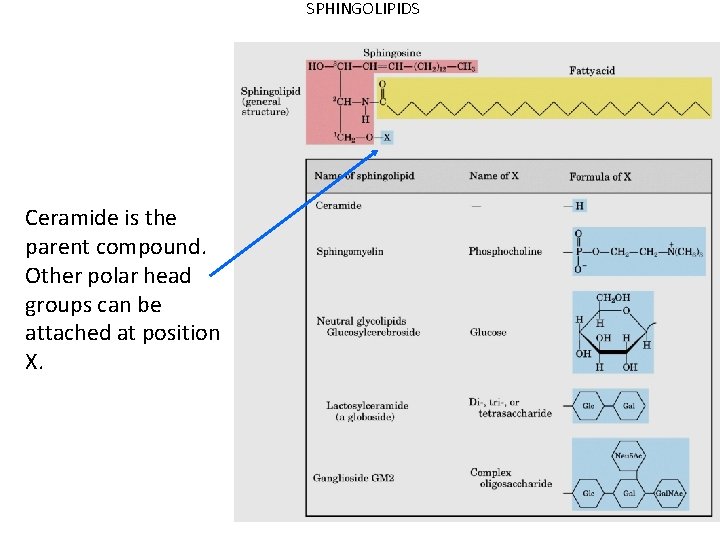 SPHINGOLIPIDS Ceramide is the parent compound. Other polar head groups can be attached at