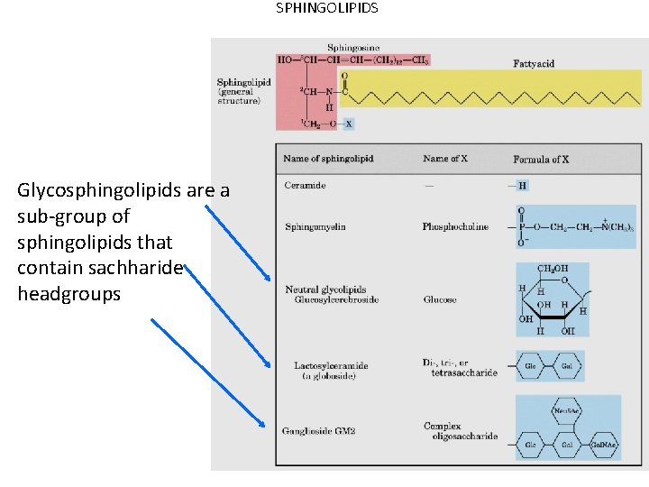 SPHINGOLIPIDS Glycosphingolipids are a sub-group of sphingolipids that contain sachharide headgroups 