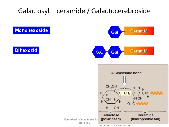 Galactosyl – ceramide / Galactocerebroside Monohexoside Dihexozid Gal Biosynthesis of membrane lipids and steroids