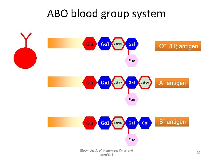 ABO blood group system Glu Gal. NAc Gal „O” (H) antigen Fuc Glu Gal