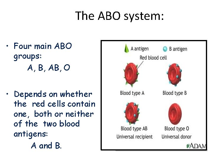 The ABO system: • Four main ABO groups: A, B, AB, O • Depends