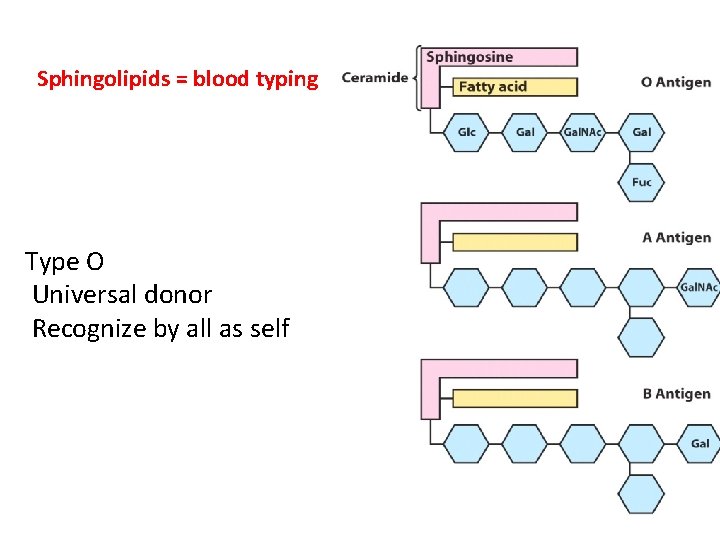 Sphingolipids = blood typing Type O Universal donor Recognize by all as self 