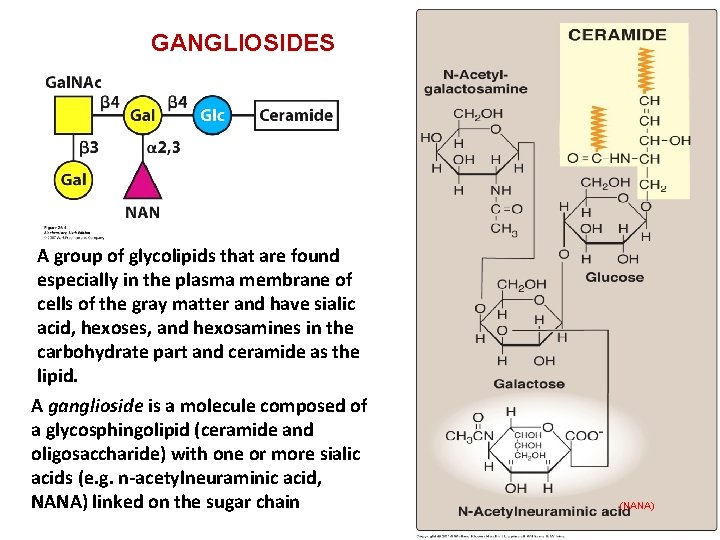 GANGLIOSIDES A group of glycolipids that are found especially in the plasma membrane of
