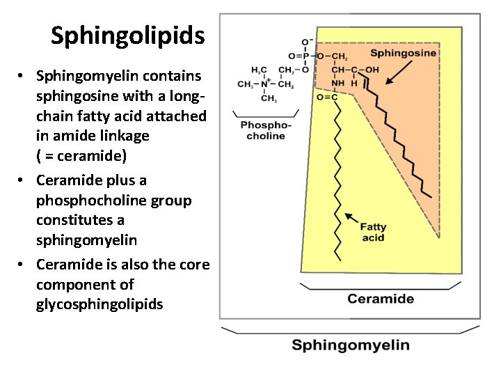 Sphingolipids • Sphingomyelin contains sphingosine with a longchain fatty acid attached in amide linkage