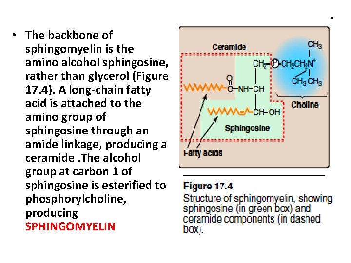 . • The backbone of sphingomyelin is the amino alcohol sphingosine, rather than glycerol