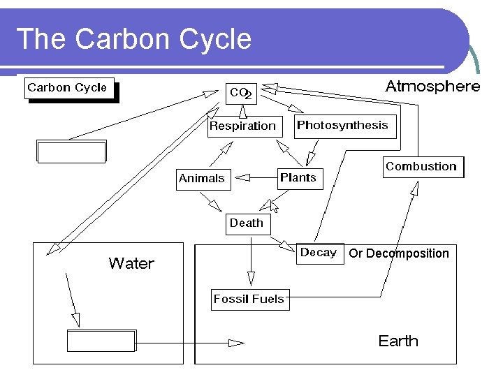 The Carbon Cycle Or Decomposition 