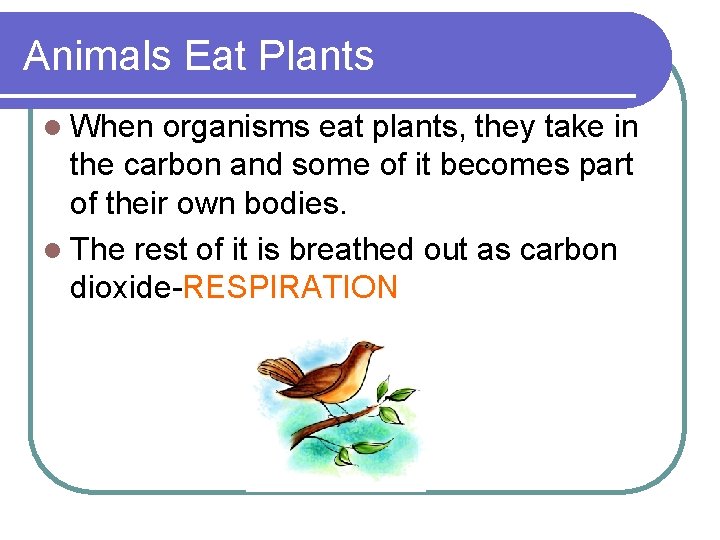 Animals Eat Plants l When organisms eat plants, they take in the carbon and