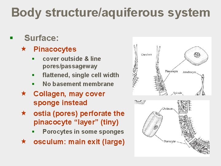 Body structure/aquiferous system § Surface: « Pinacocytes § § § cover outside & line