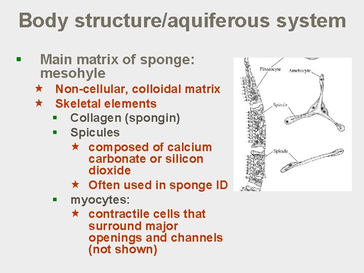 Body structure/aquiferous system § Main matrix of sponge: mesohyle « Non-cellular, colloidal matrix «