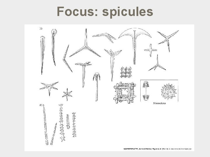 Focus: spicules 