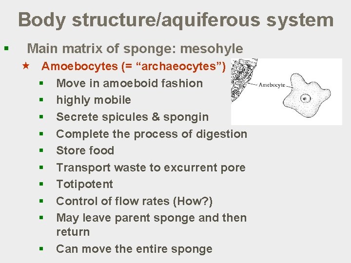 Body structure/aquiferous system § Main matrix of sponge: mesohyle « Amoebocytes (= “archaeocytes”) §
