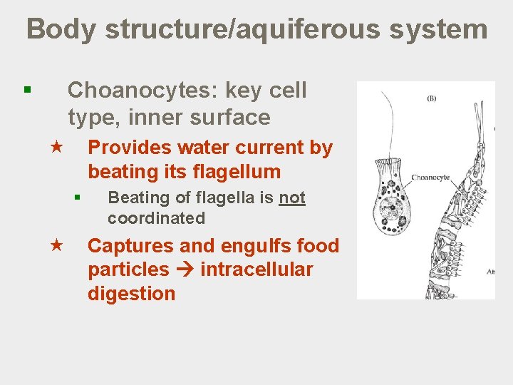 Body structure/aquiferous system § Choanocytes: key cell type, inner surface « Provides water current