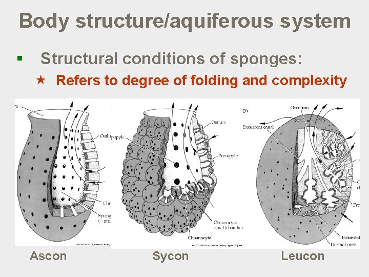 Body structure/aquiferous system § Structural conditions of sponges: « Refers to degree of folding