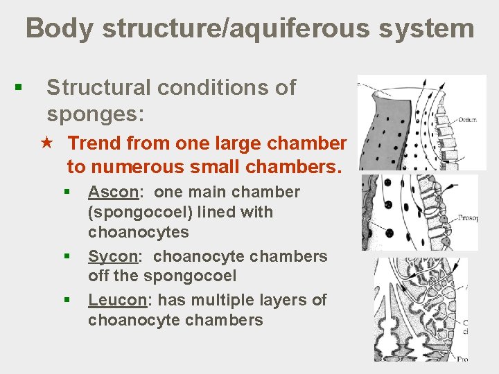 Body structure/aquiferous system § Structural conditions of sponges: « Trend from one large chamber