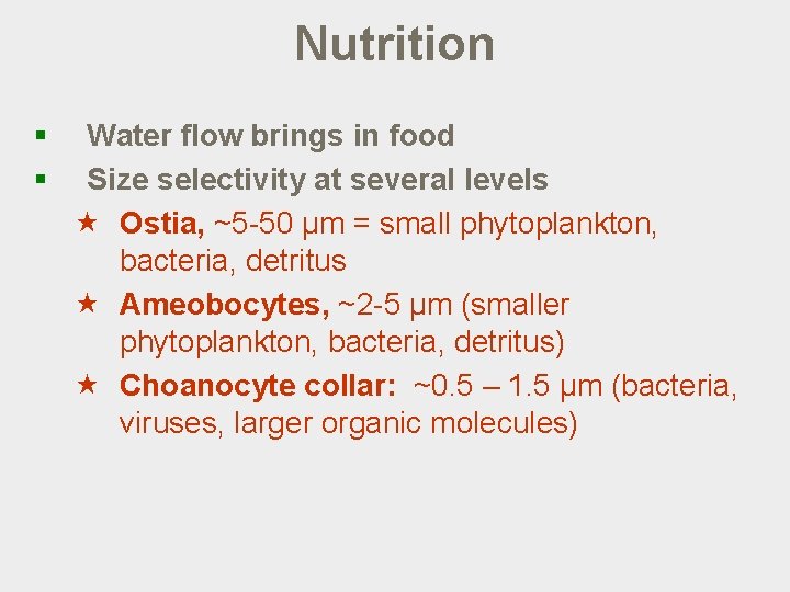 Nutrition § § Water flow brings in food Size selectivity at several levels «
