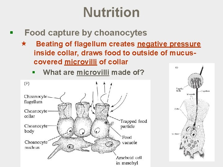 Nutrition § Food capture by choanocytes « Beating of flagellum creates negative pressure inside