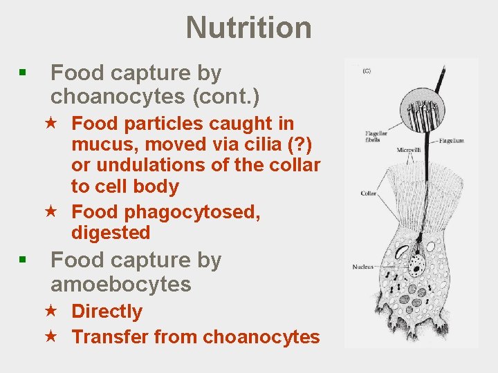 Nutrition § Food capture by choanocytes (cont. ) « Food particles caught in mucus,