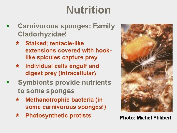 Nutrition § Carnivorous sponges: Family Cladorhyzidae! « Stalked; tentacle-like extensions covered with hooklike spicules