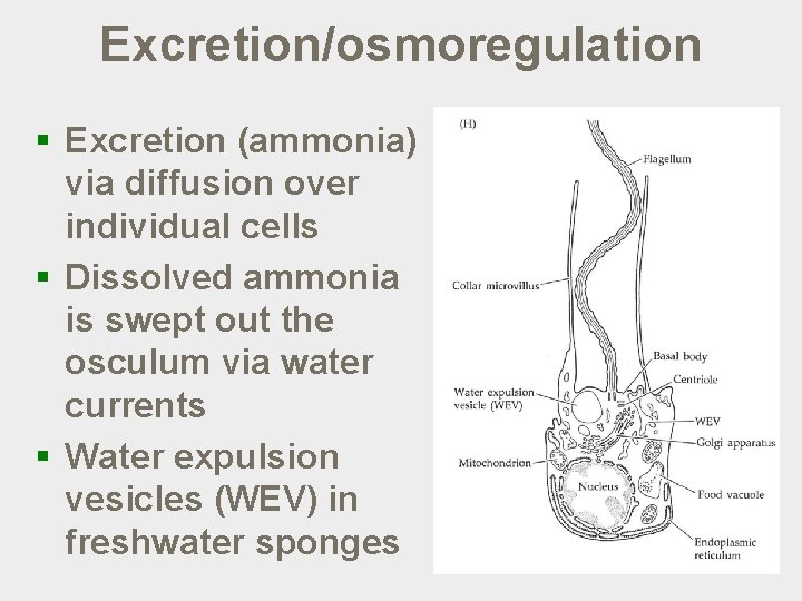 Excretion/osmoregulation § Excretion (ammonia) via diffusion over individual cells § Dissolved ammonia is swept