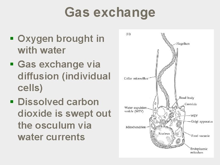 Gas exchange § Oxygen brought in with water § Gas exchange via diffusion (individual