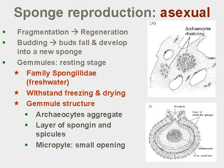 Invertebrate Zoology Lecture 5 Phylum Porifera Lecture outline