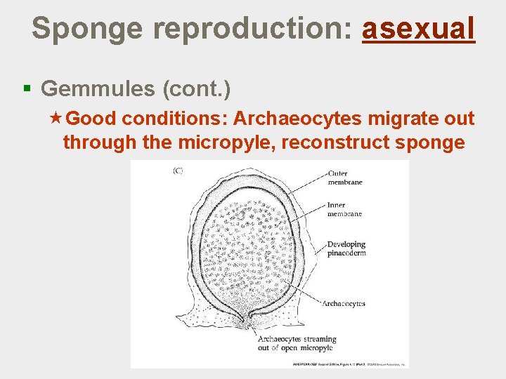 Sponge reproduction: asexual § Gemmules (cont. ) «Good conditions: Archaeocytes migrate out through the