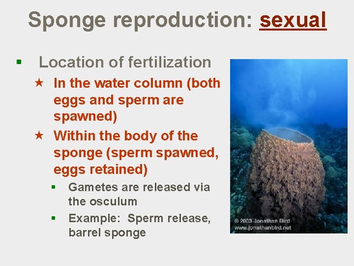 Sponge reproduction: sexual § Location of fertilization « In the water column (both eggs