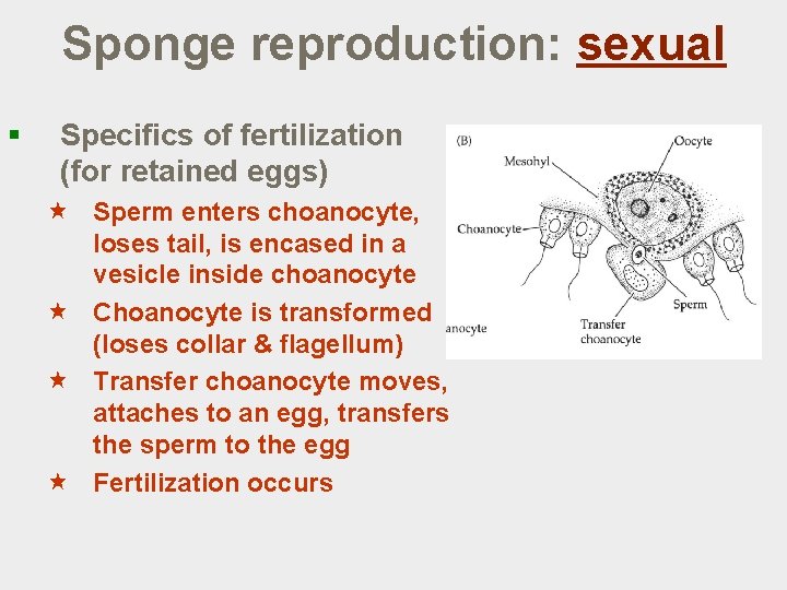 Sponge reproduction: sexual § Specifics of fertilization (for retained eggs) « Sperm enters choanocyte,