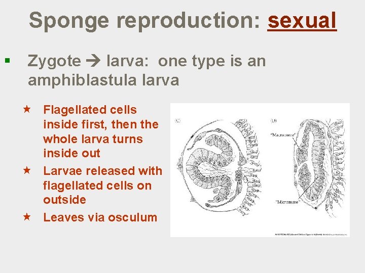 Sponge reproduction: sexual § Zygote larva: one type is an amphiblastula larva « Flagellated