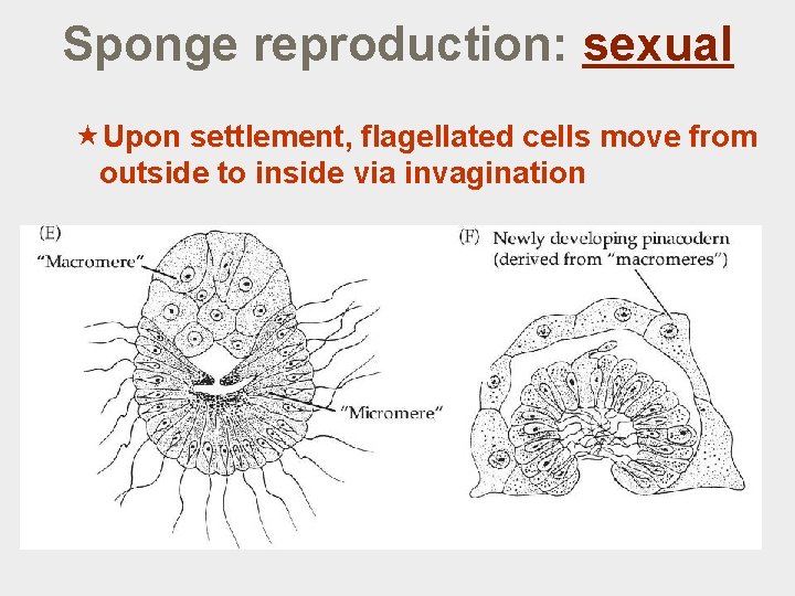 Sponge reproduction: sexual «Upon settlement, flagellated cells move from outside to inside via invagination