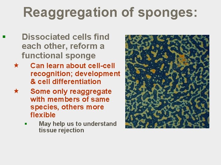 Reaggregation of sponges: § Dissociated cells find each other, reform a functional sponge «