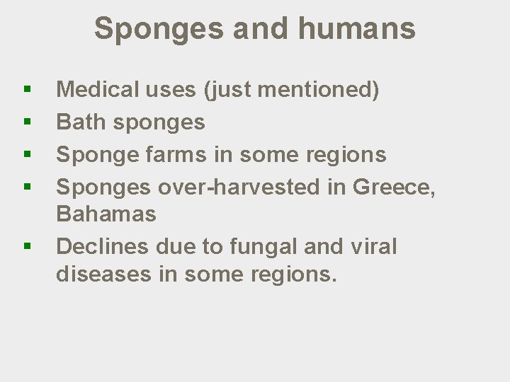 Sponges and humans § § § Medical uses (just mentioned) Bath sponges Sponge farms