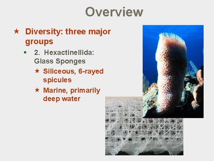 Overview « Diversity: three major groups § 2. Hexactinellida: Glass Sponges « Siliceous, 6