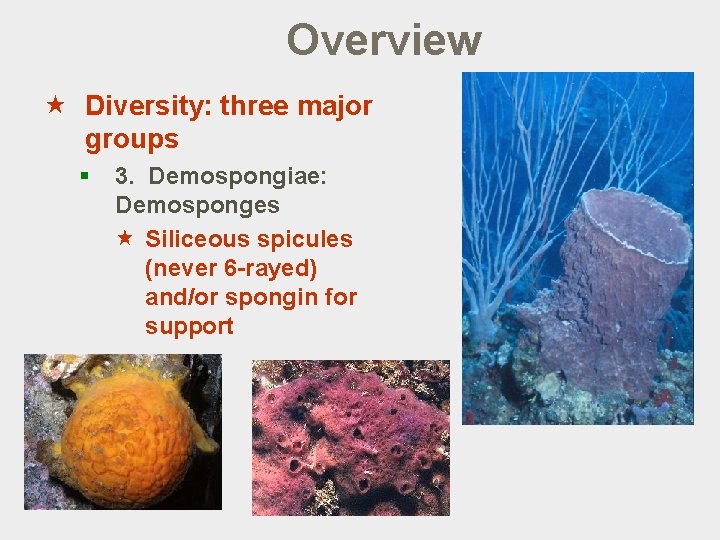 Overview « Diversity: three major groups § 3. Demospongiae: Demosponges « Siliceous spicules (never