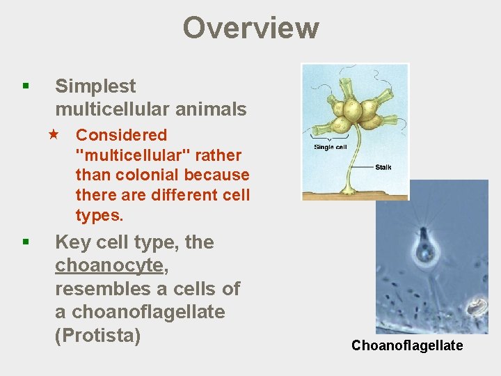 Overview § Simplest multicellular animals « Considered "multicellular" rather than colonial because there are