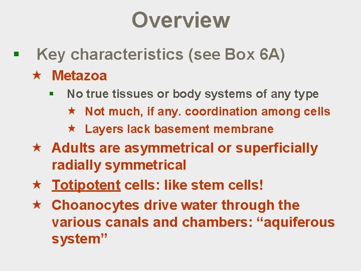 Overview § Key characteristics (see Box 6 A) « Metazoa § No true tissues