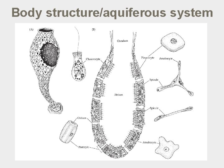 Body structure/aquiferous system 