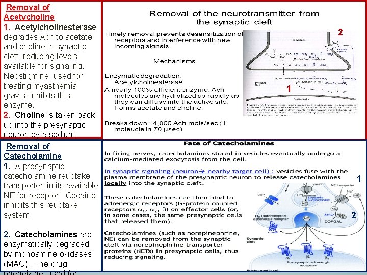  Removal of Acetycholine 1. Acetylcholinesterase degrades Ach to acetate and choline in synaptic