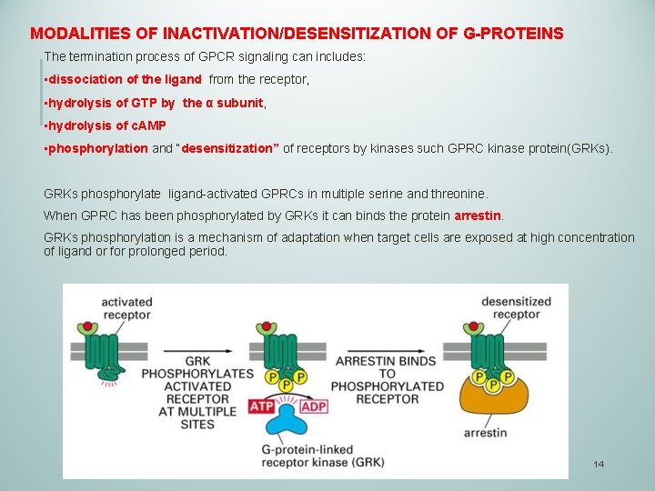 MODALITIES OF INACTIVATION/DESENSITIZATION OF G-PROTEINS The termination process of GPCR signaling can includes: •