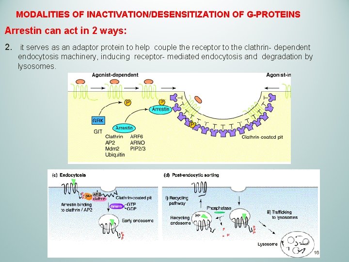 MODALITIES OF INACTIVATION/DESENSITIZATION OF G-PROTEINS Arrestin can act in 2 ways: 2. it serves