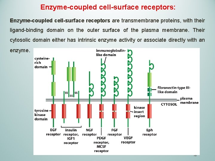 Enzyme-coupled cell-surface receptors: Enzyme-coupled cell-surface receptors are transmembrane proteins, with their ligand-binding domain on