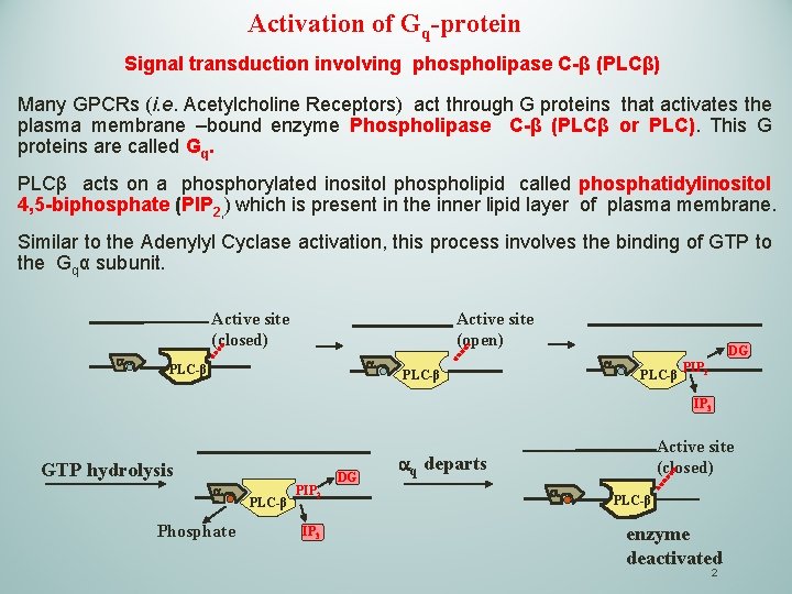 Activation of Gq-protein Signal transduction involving phospholipase C-β (PLCβ) Many GPCRs (i. e. Acetylcholine