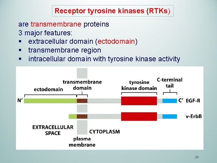 Receptor tyrosine kinases (RTKs) are transmembrane proteins 3 major features: § extracellular domain (ectodomain)