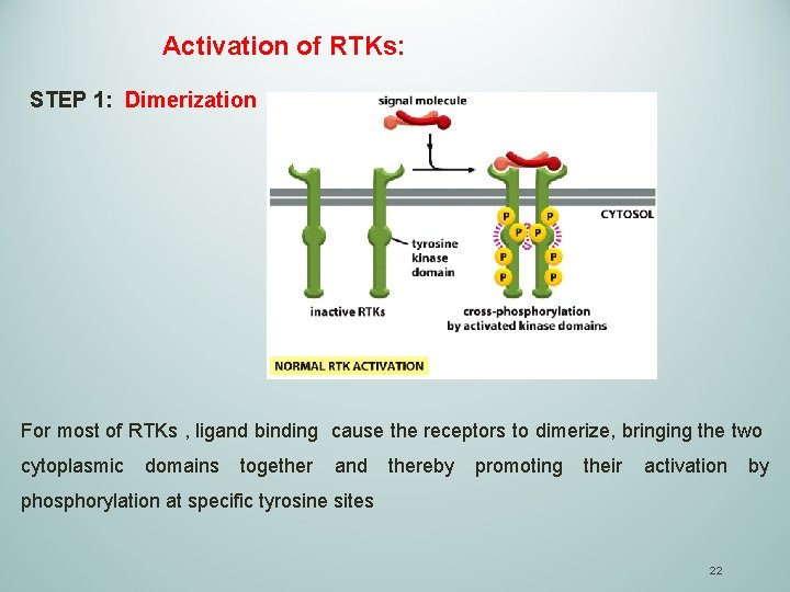 Activation of RTKs: STEP 1: Dimerization For most of RTKs , ligand binding cause