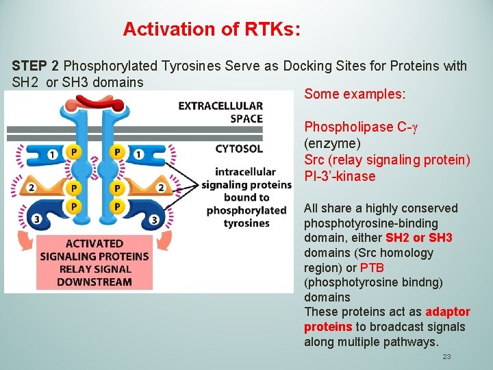 Activation of RTKs: STEP 2 Phosphorylated Tyrosines Serve as Docking Sites for Proteins with