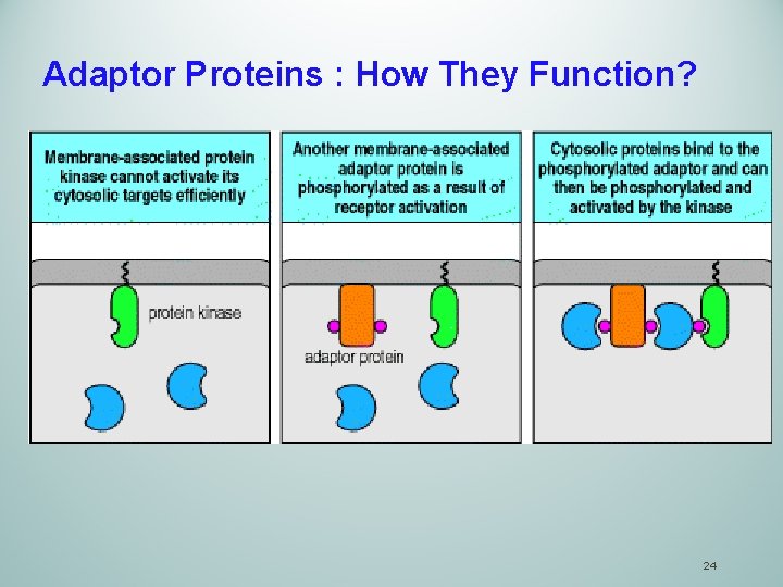 Adaptor Proteins : How They Function? 24 
