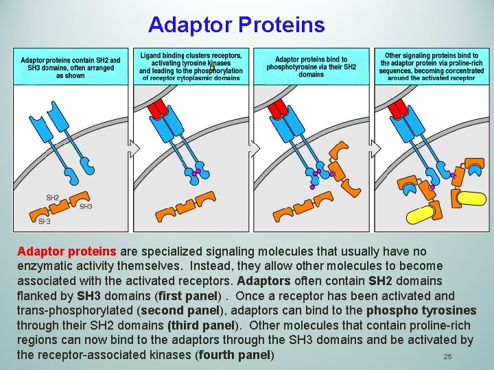 Adaptor Proteins Adaptor proteins are specialized signaling molecules that usually have no enzymatic activity