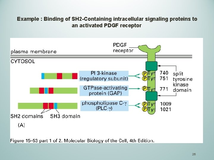  Example : Binding of SH 2 -Containing intracellular signaling proteins to an activated