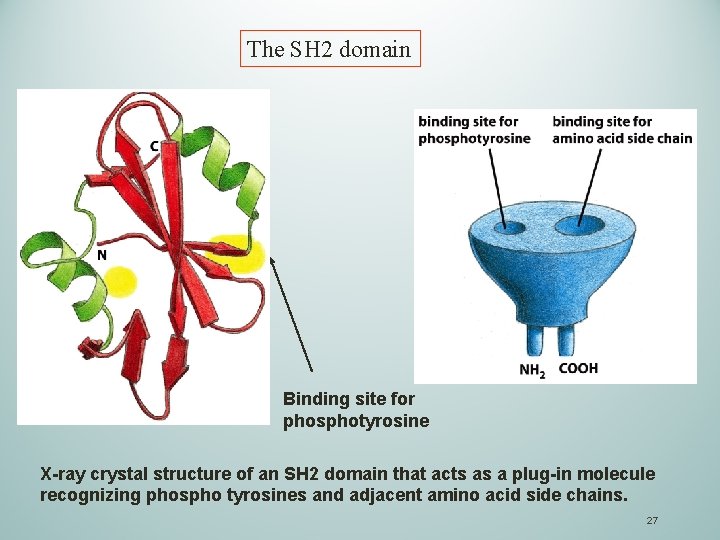 The SH 2 domain Binding site for phosphotyrosine X-ray crystal structure of an SH